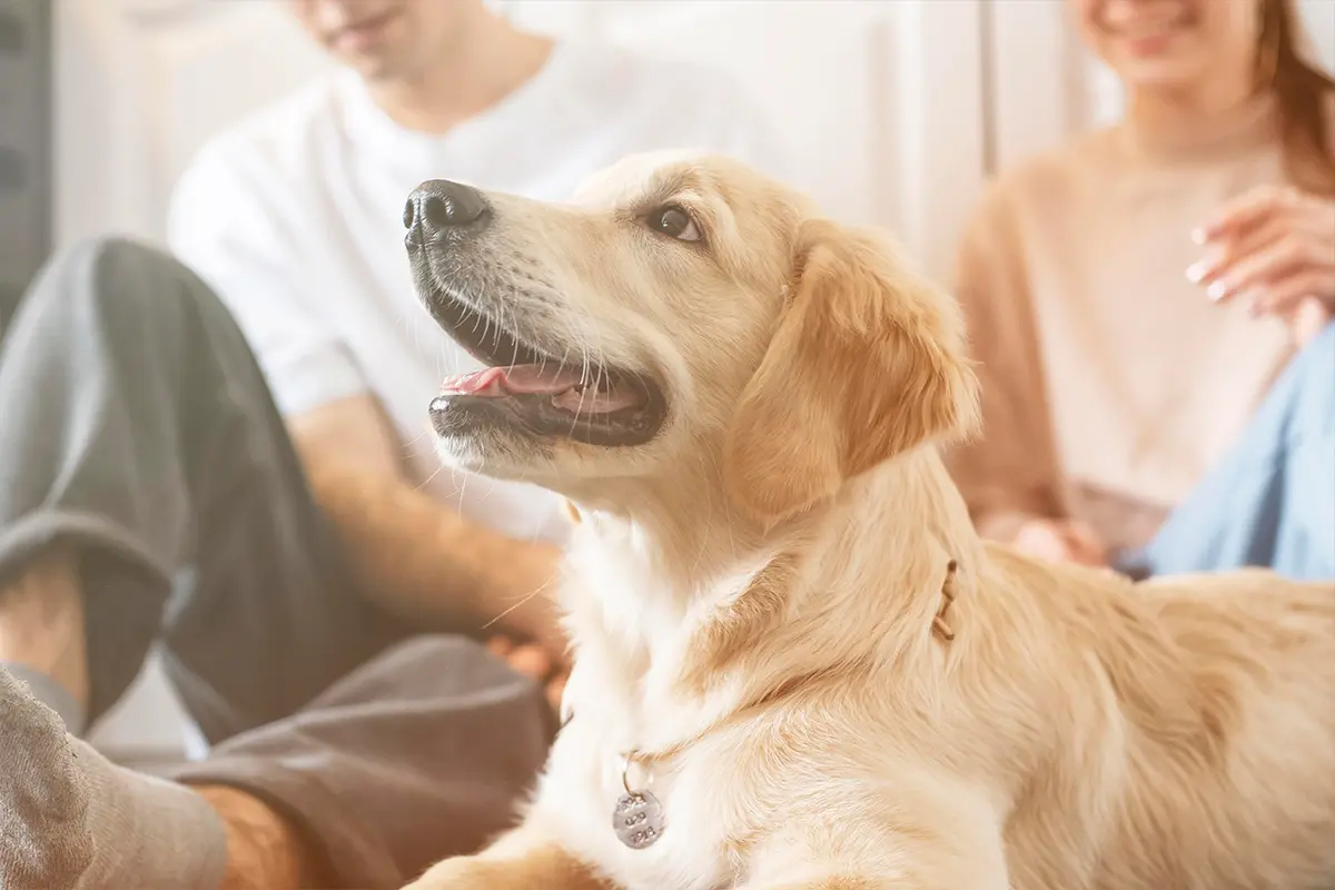 custodia de perro en divorcio